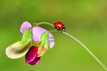 Beautiful ladybug on leaf defocused background