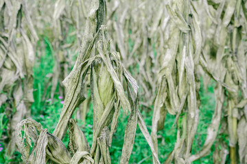 Drought and dry corn fields with blue sky, green corn fields with stalks and ears grown during harvesting