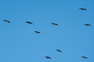 Flying cormorants against the blue sky. Animal