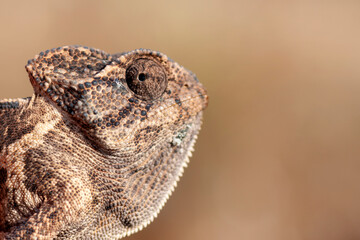 Macro shots, Beautiful nature scene green chameleon 