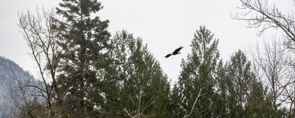 A bald eagle flies over the Skagit river in Washington state