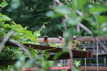 Redstart Phoenicurus phoenicurus in summer, Germany