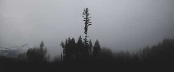 A foggy forest in nature filled with trees
