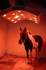 Young horse enjoy equine solarium at rural riding hall winter time
