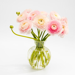 pink persian buttercup isolated on pale gray
