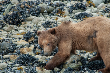 Brown Bear Foraging on Glacier Bay Beach
