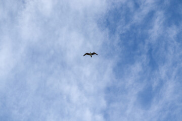 birds in the sky