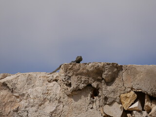 A large black agam sits on a ruined fence of rocks and concrete. The lizard basks in the sun on a sunny summer day.