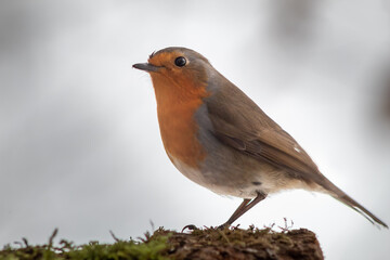 A robin is perched on a mossy log.