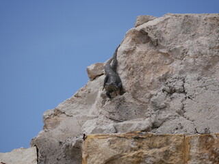 A large black agam sits on a ruined fence of rocks and concrete. The lizard basks in the sun on a sunny summer day.