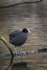 Coot sitting on a log