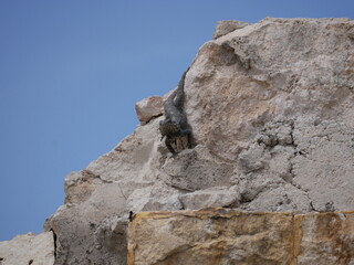 A large black agam sits on a ruined fence of rocks and concrete. The lizard basks in the sun on a sunny summer day.