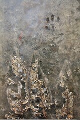 dry leaves on the glass