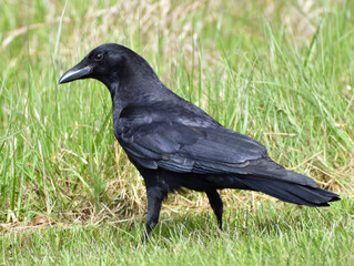 Crow on Grass