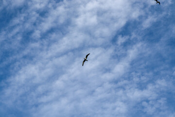 seagull in flight