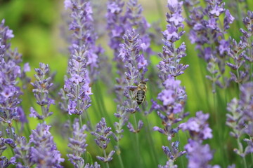 Blooming Lavandula angustifolia and a bee in the rock garden, Germany
