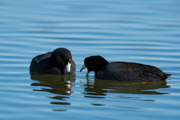 A pair of American Coots looking for food while swimming