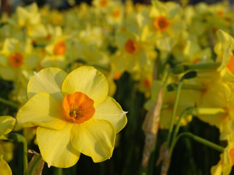 CONJUNTO DE NARCISOS (NARCISSUS) DE COLOR AMARILLO. 