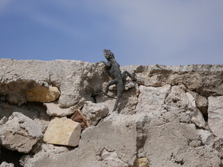 A large black agam sits on a ruined fence of rocks and concrete. The lizard basks in the sun on a sunny summer day.