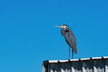 Blue Heron standing close to the edge of a white metal roof