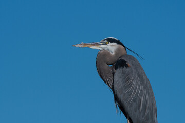 Profile of a Great Blue Heron against a cloudless sky