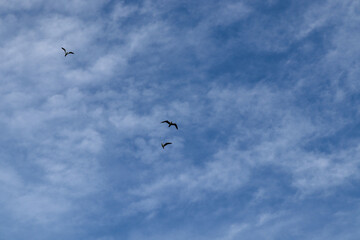birds in the sky