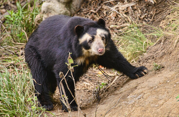 Fototapeta na wymiar Spectacled bear (Tremarctos ornatus), Cuenca, Ecuador