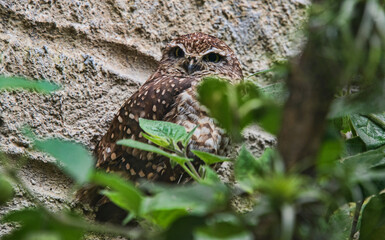 Pacific pygmy owl (Glaucidium peruanum), Ecuador