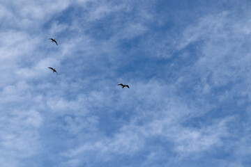 birds flying in the sky