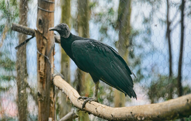 Black Vulture (Coragyps atratus), Cuenca, Ecuador