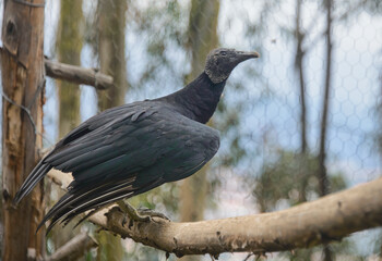 Black Vulture (Coragyps atratus), Cuenca, Ecuador