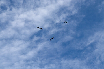 flock of birds