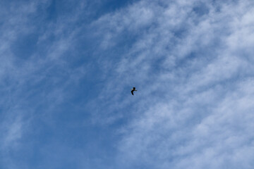 birds in the sky