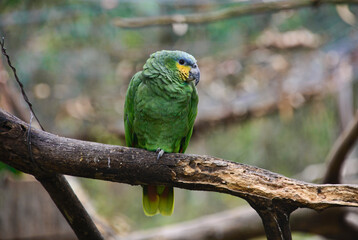 Southern mealy parrot (Amazona farinosa), Ecuador