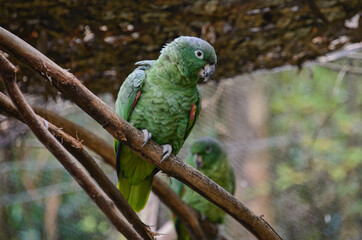 Orange-winged amazon (Amazona amazonica), Ecuador