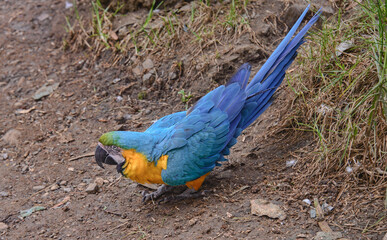 Blue and yellow macaw (Ara ararauna), Ecuador