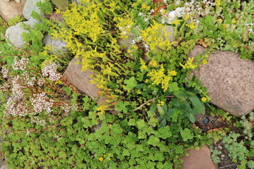 Rock garden in summer, Germany