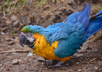 Blue and yellow macaw (Ara ararauna), Ecuador