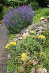 Lavandula angustifolia and Opuntia with yellow flowers in the rock garden, Germany
