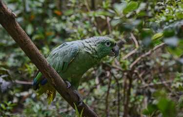 Southern mealy parrot (Amazona farinosa), Ecuador