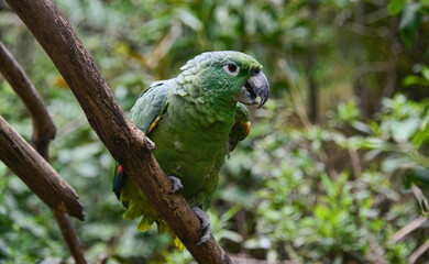 Orange-winged amazon (Amazona amazonica), Ecuador