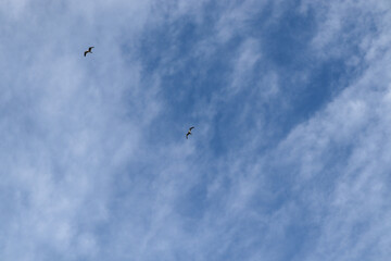birds in flight