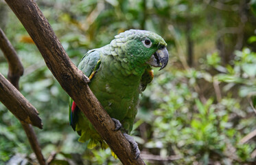 Orange-winged amazon (Amazona amazonica), Ecuador