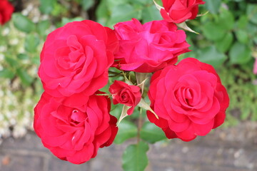 Red climbing roses in summer, Germany