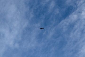 seagull flying in the sky in Istanbul