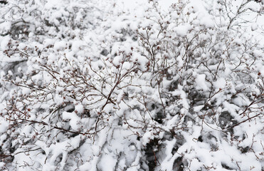 shrubs in the snow, white background