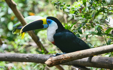 White-throated Toucan (Ramphastos tucanus), Ecuador