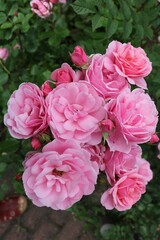 Pink climbing roses in summer, Germany