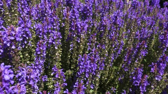 Outdoor view of summer nature. Purple flowers in slow motion