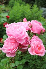 Rose garden in Germany